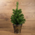 картинка Елочка 45см в пластиковом горшке,  Литая от магазина Сантехстрой